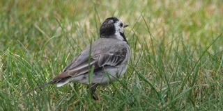 白wagtail (Motacilla alba) -沃罗涅日，俄罗斯