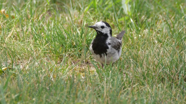 白wagtail (Motacilla alba) -沃罗涅日，俄罗斯