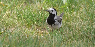 白wagtail (Motacilla alba) -沃罗涅日，俄罗斯