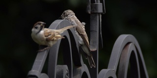 斑点flycatcher (Muscicapa striata) -俄罗斯沃罗涅日