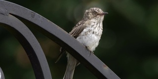 斑点flycatcher (Muscicapa striata) -俄罗斯沃罗涅日