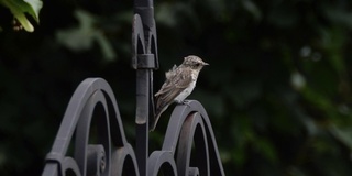 斑点flycatcher (Muscicapa striata) -俄罗斯沃罗涅日