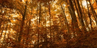 阳光明媚的山林秋日。走在桔黄色树叶的秋树上。夕阳穿过秋天的落叶。常平架枪