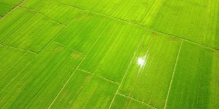 鸟瞰图黄绿色稻田与阳光反射。