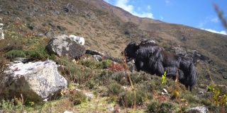 4K高山上的牦牛在山坡上吃草，彼此小心地环顾四周