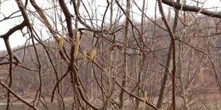 桦树的芽枝在春天的阴天