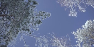 美丽的结霜的雪树在一个晴朗的日子，对着蓝天