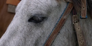 近距离观看悲伤的灰色马眼睛在多云的天气。家养的动物，需要自由。马的嘴套。优雅的马。在山上骑马。照顾动物