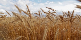 有机大麦麦芽农场收获生产