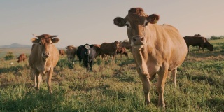 牛是非常好奇和感性的生物