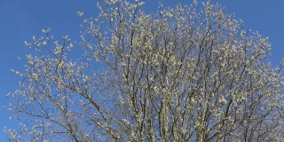 春天开花的山杨柳老树