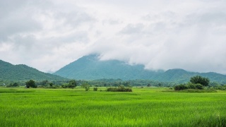 绿色稻田与美丽的山景观与雾，时间流逝视频视频素材模板下载