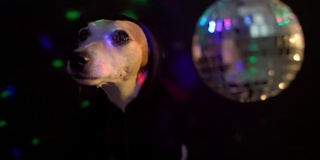 可爱的小狗在黑色兜帽匪帮说唱歌手在黑暗的迪斯科夜店派对请客