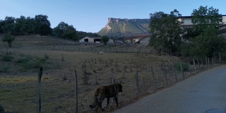 早上在农场旁边散步的獒犬