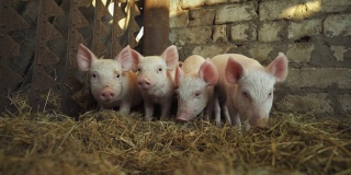 猪圈里四只害羞的小猪。小猪。