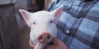 一个善良的农民把一只熟睡的猪抱在怀里。一个戴着草帽的男人在干草棚附近
