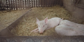 小猪睡在猪圈的稻草上。牧场,养猪场