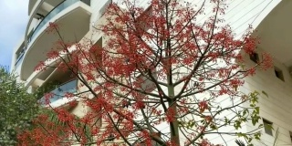澳大利亚的Brachychiton acerifolius，通常被称为Illawarra火焰树，在夏天开花在一棵光秃秃的树上，它的亮红色的钟形花朵是一个壮丽的景象。特拉维夫。以色列