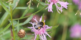 蜜蜂在一种紫花石松上收集花粉。