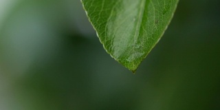 水滴从绿叶上落下的特写镜头
