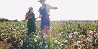 棉花采摘的季节。农民们戴着防护口罩在棉花地里劳动。在金色的夕阳下，在收获前评估作物。COVID-19大流行期间的团队合作。
