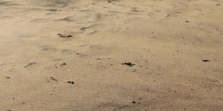 幽灵海螃蟹沿着海岸快速地走和跑。(Ocypode ceratophthalmus)。