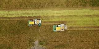 鸟瞰图联合收割机在茉莉花稻田作业。