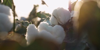 棉花采摘的季节。盛开的棉花地里劳作。在金色的夕阳下，这是收获前的作物特写。