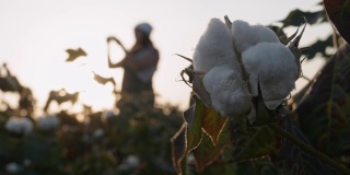 棉花采摘的季节。在COVID-19大流行期间佩戴防护口罩的年轻农民妇女。在金色的晚霞下，盛开的棉花田在收获前评估作物。