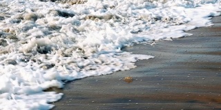 一只美丽的角蟹从海浪的涟漪中冲过来救援