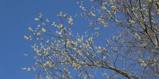 春天开花的山杨柳枝条上有柳絮，放大了