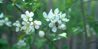 春天的白色苹果花和蜜蜂的慢镜头。春天的概念