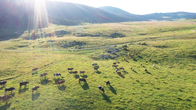 田野里的奶牛，鸟瞰图
