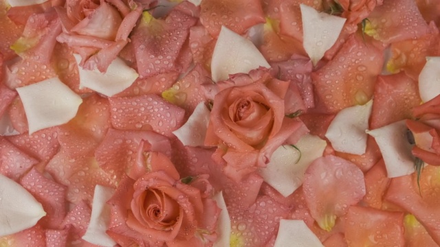 鲜花和玫瑰花瓣在露珠的全景。粉红色和白色玫瑰花瓣上的玫瑰。