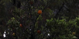 雨落在橘子树上