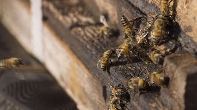 非洲蜜蜂进入和离开一个蜂巢的慢镜头特写