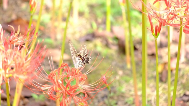 燕尾蝶在丛生的孤挺花上吸食花蜜