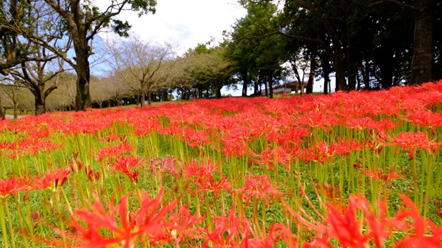 吉野公园中盛开的一簇孤挺花