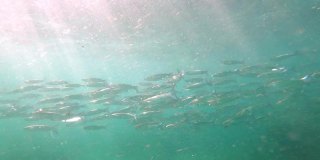 一群鲈鱼在地中海蓝绿色的水中慢动作地游动