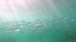 一群鲈鱼在地中海蓝绿色的水中慢动作地游动视频素材模板下载