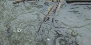 季风雨水在地面上流动。雨水在地球上下落和流动的视频画面。关闭了。美丽的雨季自然背景。关闭了。雨是由大气中的水蒸气凝结而成的水滴状液态水。