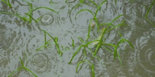 季雨落在一处积水农业区嫩绿的草叶上。关闭了。地面下大雨的录像。雨落声效果。雨的声音。美丽的雨季，大自然的背景。关闭了。