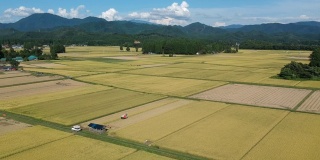 日本水稻收割的鸟瞰图