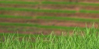 在阳光明媚的日子里，稻田里的绿色水稻叶子的特写