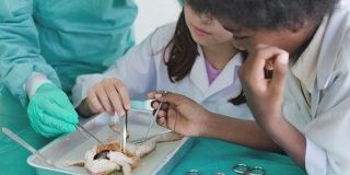 一男一女学生准备在生物实验室解剖一只青蛙
