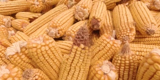 秋季玉米
