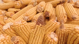 秋季玉米视频素材模板下载