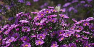 紫色新英格兰紫苑。野地里开着深紫色的花