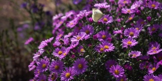紫色新英格兰紫苑。野地里开着深紫色的花
