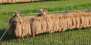 在稻田里自然晒干的收获的稻穗